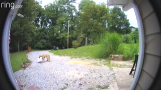 Pup Takes Neighbor's Package
