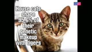 Amazing Facts about Cats