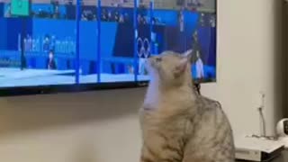 The cat watching the Olympic Games