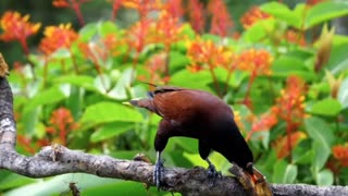 Most beautiful birds in the world