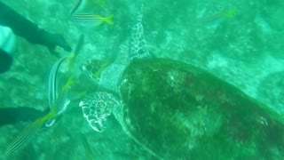 Sea Turtle feeding