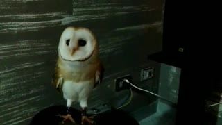 Curious Baby Owls Investigate the new room