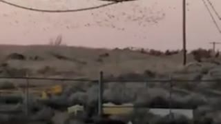 Bird Flock Causes Power Outage