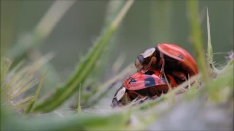 ladybugs making love *_*