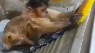 Monkey washing clothes