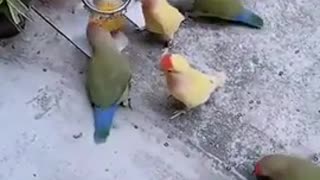 Parrots playing with basketball