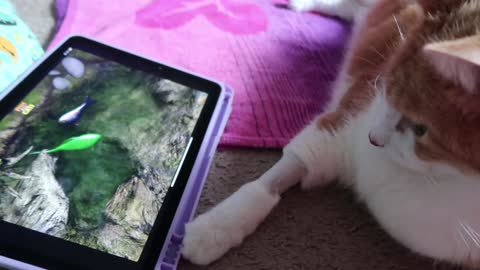 Cat uses apps made for cats