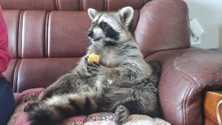 Raccoon's reaction to persimmons after a long time