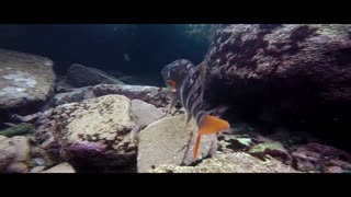 Diving and Play with Animal Under Water