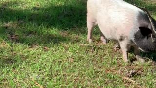 Potbelly pigs free range
