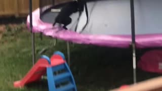 Dog tries to jump onto trampoline, gets denied