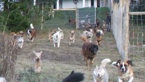 Rescue Dogs Are Very Excited To Go Outside And Run In Their New Pen