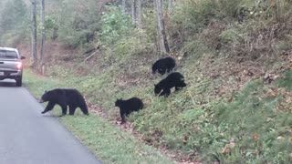 Mama Bear and Cubs Cross a Road in Tennessee