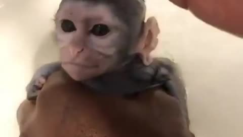 BaBy Monkey 🐵enjoying a bath - Animal studio 01