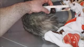 Opossum Needs Help Again