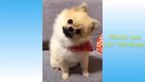Funny Animals cute manner