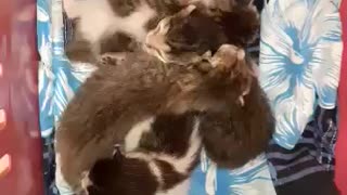 brut of cute kittens
