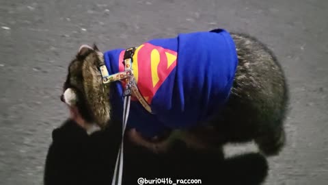 Raccoons take a walk wearing Superman T-shirts at night.