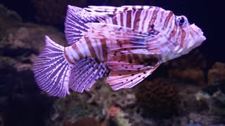 A Scorpion Fish In An Aquarium