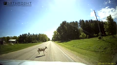 Close Call With A Deer