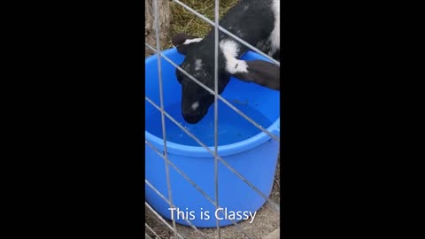 Have your ever seen a goat drink water like a dog?? Check it out!