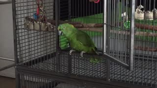 Hilarious! Parrot Meows Like A Cat!