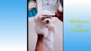 Puppy Being Sheared