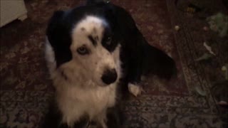 Guilty dog attempts to cover up evidence after tearing couch