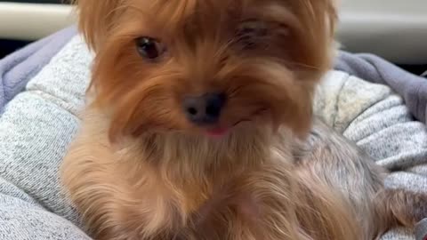 Adorable Yorkie Rides in Car with Mom