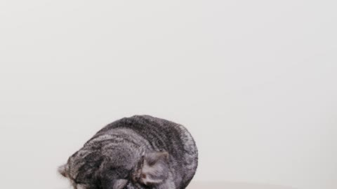 a chinchilla on a table