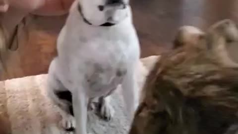Dog trys to talk his buddy into sharing
