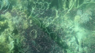 Coral viewing, Ningaloo Reef, Western Australia