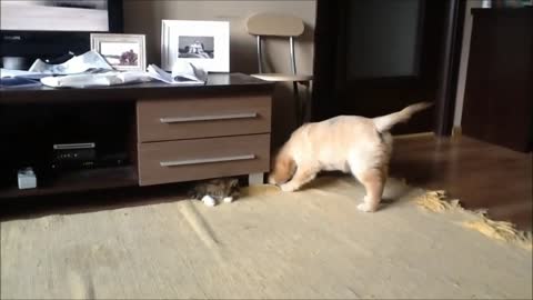 Puppy and cat play hide-and-seek