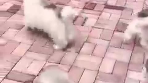 soo absolutely cute puppies running