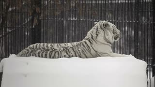 White tiger laying in the snow