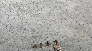 Mother and ducklings 5