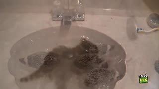 Animals Love Bath Time