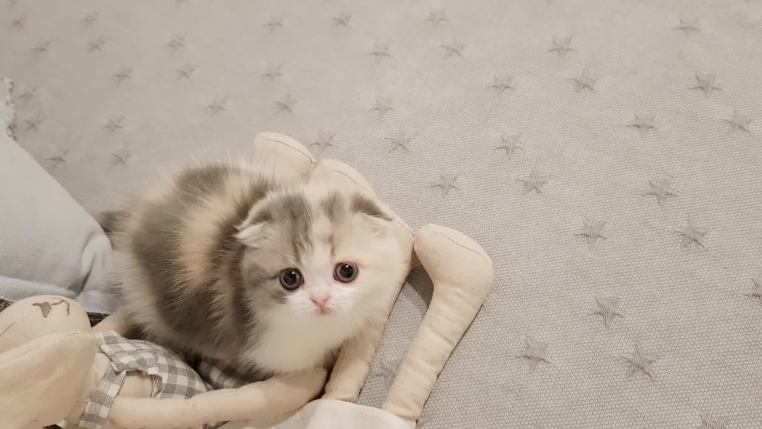 Kitty video