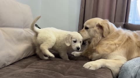 Golden Retriever Meets Golden Retriever Puppy for the First Time