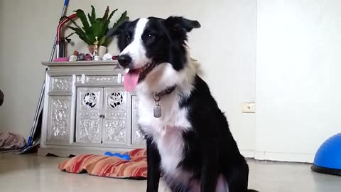 Border Collie catches 30 frisbees in a row