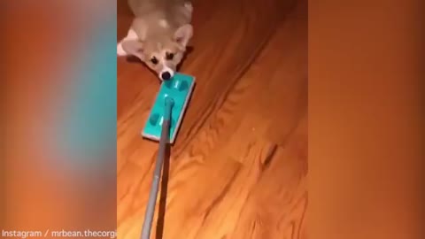 When His Parents Clean Their Home, This Cutie Knows Just How To Help
