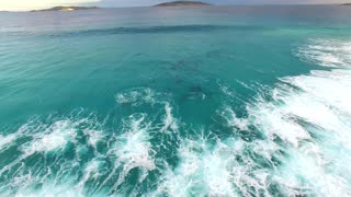 Dolphins Having Fun In The Waves At An Australian Beach