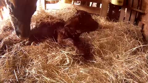 Newborn calf gets dried off by her Mom