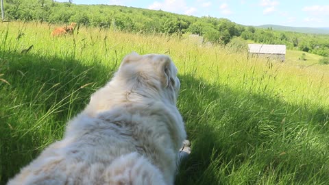 Relaxing on the hill pasture with my critters