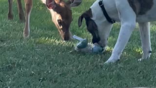 Dog plays with rescued deer's new fawn