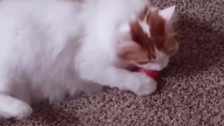 My cat playing with a blocks