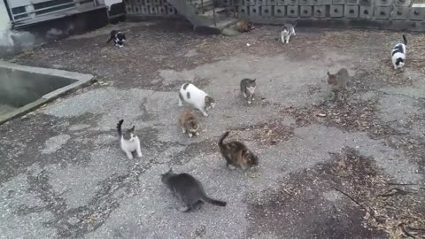 A cat colony and their two puppy friends