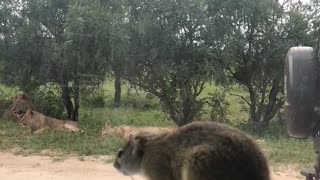 Squirrel sees white lions!!