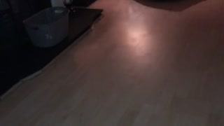 Excited Bulldog Puppy Rips Through House