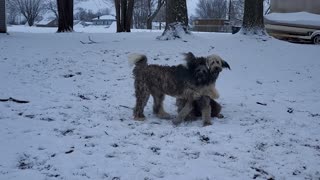 Doodle Dogs Playing in the Snow